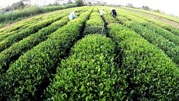 Xuân trên đồi chè Thái Nguyên: Khát vọng “cây tỷ đô” bắt đầu từ búp non