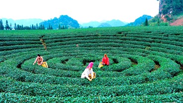 Hương xuân lan tỏa, vươn xa giữa miền biên viễn xứ Lạng