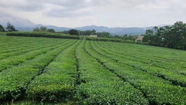 Chè Việt trước chu kỳ tăng trưởng mới: Chuẩn hóa, bền vững và hội nhập