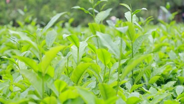 Nâng tầm trà Việt: Từ sản lượng lớn đến giá trị cao