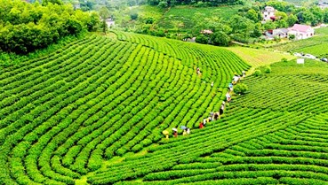 Khám phá 4 mùa thu hoạch của trà Thái Nguyên