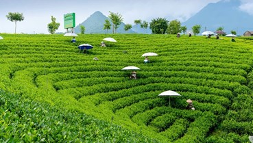 Chè Thái Nguyên chuyển mình theo hướng canh tác xanh, giảm phát thải