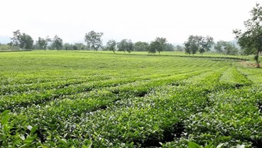 Vùng chè tập trung: Động lực mới cho kinh tế nông thôn Phú Thọ