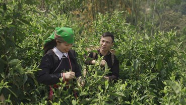 Thị trường Bắc Âu: Cánh cửa mới cho xuất khẩu chè 