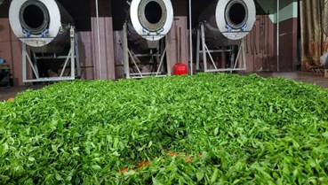 Biến động địa chính trị và bài toán thích ứng của ngành chè Việt