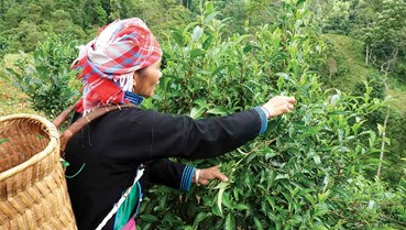 Bản Liền kiến tạo mô hình kinh tế xanh từ cây chè 