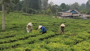 Nương chè xanh trong kỷ nguyên Net Zero