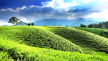 Khi giá xăng dầu biến động: Ngành chè Việt bị tác động ra sao?