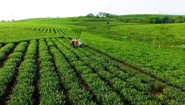 Chính sách năng lượng: Đòn bẩy giảm chi phí logistics cho ngành chè