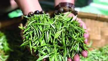 Liên kết để bứt phá: Lối đi mới cho chuỗi giá trị ngành chè 