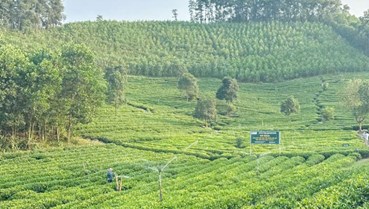 Chính sách nông nghiệp xanh: Cơ hội mới cho người trồng chè