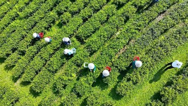 Chè Phú Thọ khẳng định thương hiệu bằng con đường sản xuất xanh