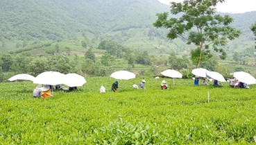 Số hóa chuỗi giá trị: Hướng đi tất yếu của ngành chè Việt Nam