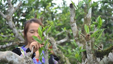 Trà Shan tuyết và cơ hội phát triển kinh tế vùng cao