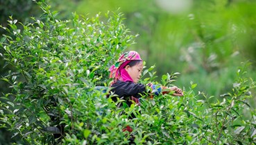 Trà Shan tuyết vụ xuân: Tinh hoa đất trời gửi vào từng búp lá