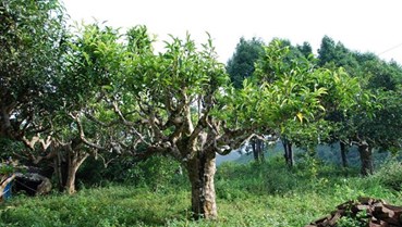 Trà Shan tuyết Việt Nam: Từ mỏ vàng xanh đến tham vọng thượng phẩm toàn cầu