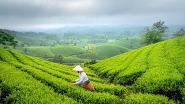 Ngành chè Việt Nam: Vị thế toàn cầu và những thách thức phía trước
