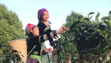 Búp trà phủ tuyết: Bí mật tạo nên hương vị trà Shan tuyết cổ thụ