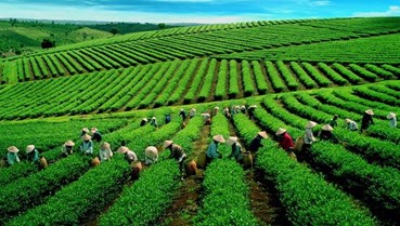 Chè Việt Nam giữa cơn bão chuỗi cung ứng toàn cầu