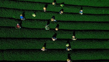 Xây dựng hệ sinh thái sản xuất – bán lẻ – tiêu dùng cho chè Việt