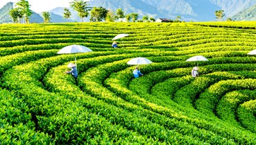 Hành trình nâng tầm trà Việt trong kỷ nguyên mới