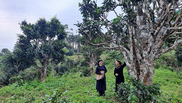Xây dựng hệ sinh thái trà di sản: Bước đi mới của nông nghiệp và du lịch vùng cao Thái Nguyên