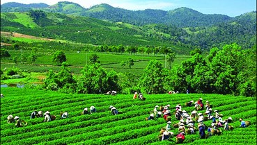 Hành trình đi tìm "linh hồn" và câu chuyện văn hóa cho trà Việt