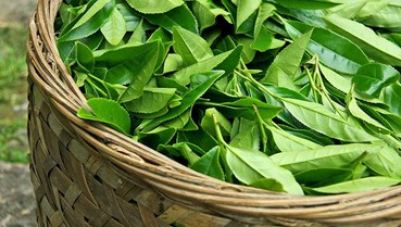 Ngành chè Việt Nam và điểm sáng từ thị trường Hoa Kỳ