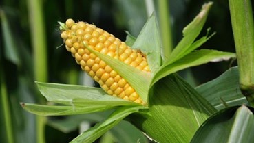 Giải mã danh sách 15 loại nông sản sạch nhất năm 2026