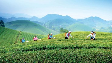 Đưa văn hóa trà Thái Nguyên thành di sản quốc gia
