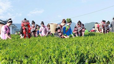 Thái Nguyên và tham vọng nâng tầm du lịch từ hương vị đệ nhất danh trà