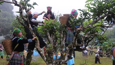 Lễ hội Trà Shan tuyết Suối Giàng 2024: Khám phá tinh hoa trà giữa đại ngàn Tây Bắc