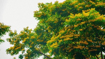 Mùa hoa sưa nhuộm vàng Công viên châu Á, Đà Nẵng