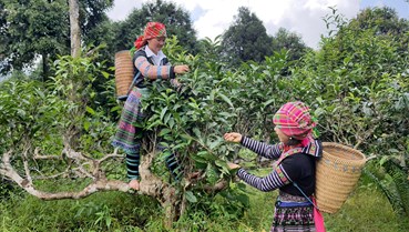 Shan Tuyết Suối Giàng: Đánh thức "linh hồn" di sản trên đỉnh mờ sương