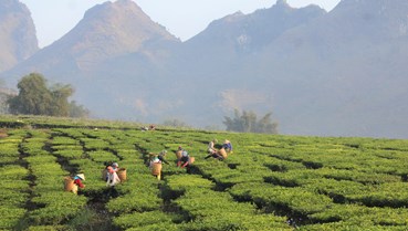 Chiến lược nâng tầm 10.000 ha chè Lai Châu: Từ xuất khẩu thô đến kinh tế xanh bền vững