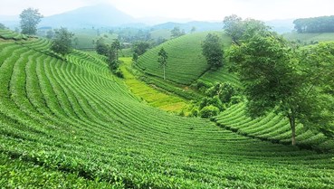 Thái Nguyên và tham vọng "đánh thức" đồi chè