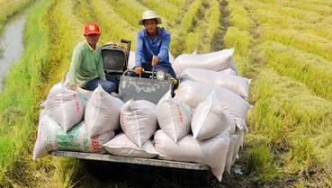 Sản xuất đảm bảo xuất khẩu 7,4 triệu tấn gạo năm 2024