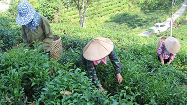 Chè Khe Cốc: Nơi hương đất hòa quyện cùng bàn tay nghệ nhân