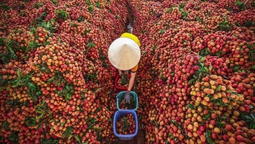 Vải thiều – Trái cây mùa hè được “thổi hồn mới” trong ẩm thực đô thị