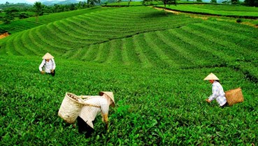 Thị trường chè Việt Nam đầu năm 2025: Pakistan và Mỹ dẫn đầu nhập khẩu