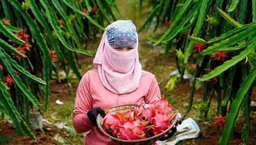 Định danh nông sản Việt: Muốn đi xa phải có thương hiệu