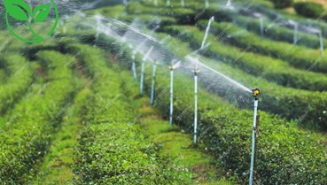 Khoa học công nghệ - Đòn bẩy  cho sự thăng hoa của ngành chè Việt Nam