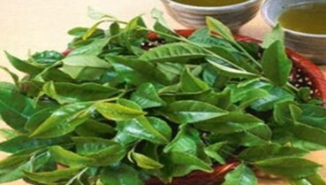 Uống bao nhiêu nước chè xanh mỗi ngày là đủ?