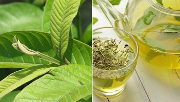 Trà búp ổi non - Hương vị đồng quê và miền ký ức