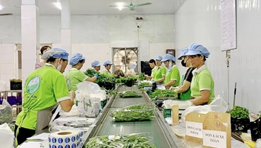 Liên kết chuỗi – chìa khóa cho xuất khẩu nông sản bền vững