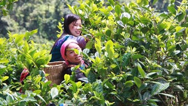 Shan Tuyết Tả Thàng: Bí ẩn vùng trà cổ thụ giữa mây núi Lào Cai