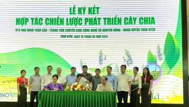 Huyện Than Uyên (tỉnh Lai Châu): Lễ ký kết Hợp tác chiến lược phát triển cây Chia