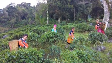 Shan Tuyết Sơn La: Hương từ mây, vị ngọt từ đá
