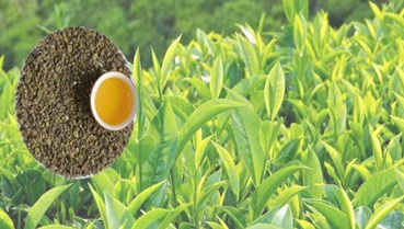 Oolong Kim Tuyên: Thức uống tinh tế nâng tầm sức khỏe và sắc đẹp toàn diện