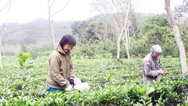 Cây chè Võ Nhai: Từ đồi dốc đến sản phẩm OCOP